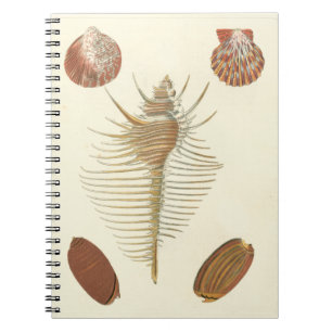 Caderno Espiral Cinco de uma espécie de concha