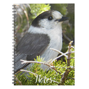 Caderno Espiral Cinza e White Canada Jay Photo