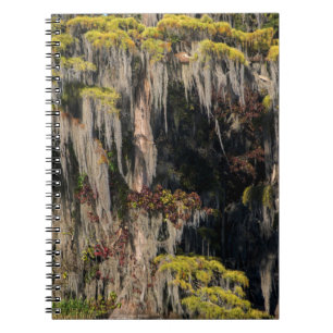 Caderno Espiral Cipreste-do-pântano em Pântano Alagado