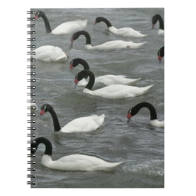 Caderno Espiral Cisnes de pescoço preto (Cygnus melancoryphus) (Frente)