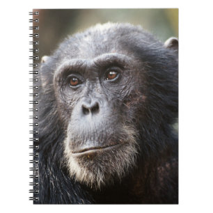 Caderno Espiral Close-up de chimpanzé macho