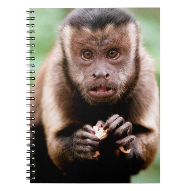 Caderno Espiral Close-up de um macaco capuchinho de cabeça preta (Frente)