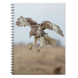 Caderno Espiral Cobertura de Hawk imaturo de pele vermelha