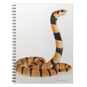 Caderno Espiral Cobra de coral africano (Aspidelaps lubricus)