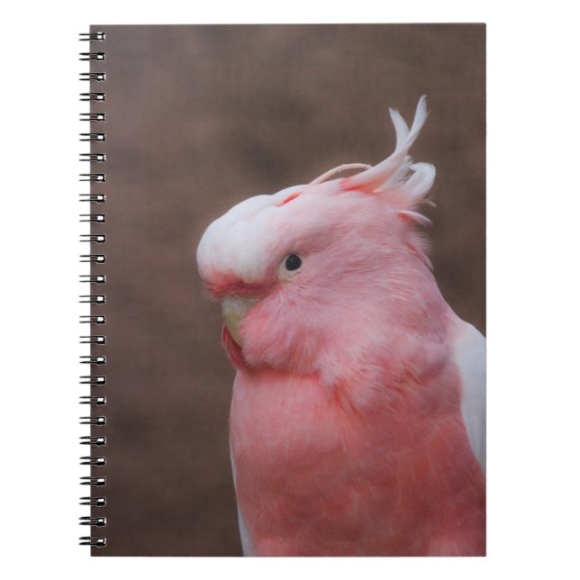 Caderno Espiral Cockatoa Rosa (Frente)