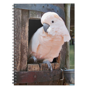Caderno Espiral Cockatoo Molucano