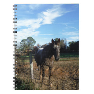 Caderno Espiral Coco e cavalo castanho creme
