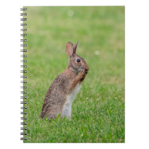 Caderno Espiral Coelho parado na grama e com aspecto tímido