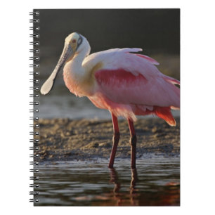 Caderno Espiral Colhereiro-rosado, Ajaia ajaja, Ding Darling