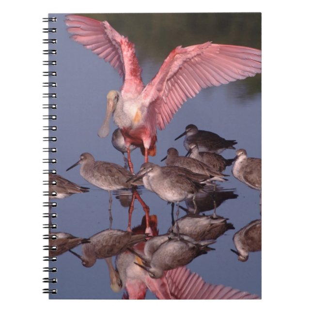 Caderno Espiral Colhereiro-rosado com maçaricos-de-bico-fino em ág (Frente)