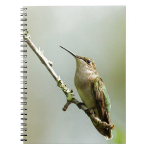 Caderno Espiral Colibri Rubi-throated fêmea