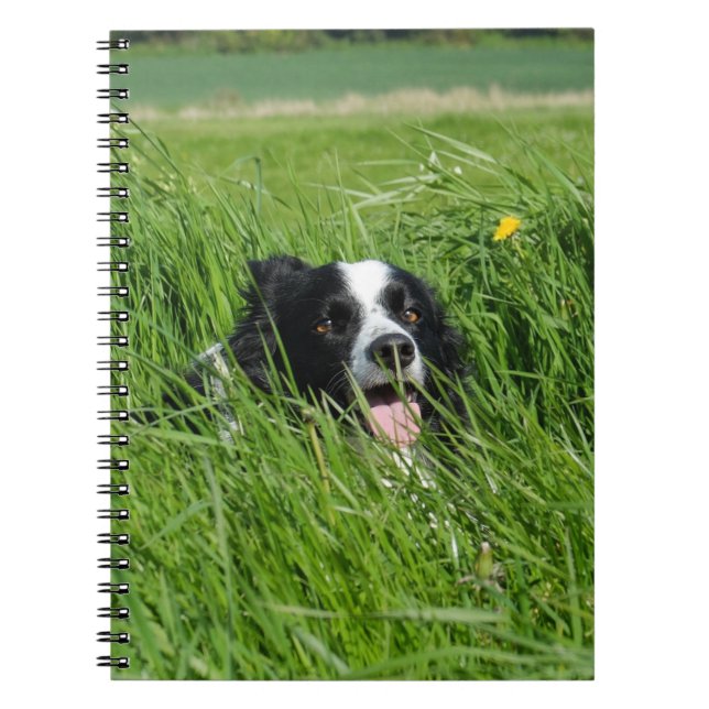 Caderno Espiral Collie Preta e Branca na Grama (Frente)