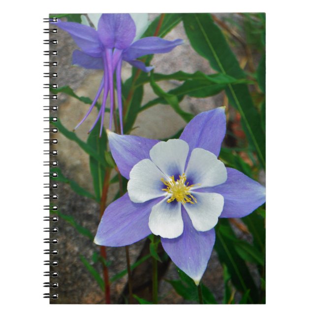 Caderno Espiral Columbina azul (Frente)