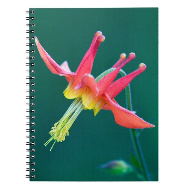 Caderno Espiral Columbina Vermelha (Frente)