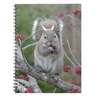 Caderno Espiral Comer do esquilo