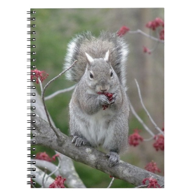 Caderno Espiral Comer do esquilo (Frente)