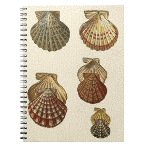 Caderno Espiral Conchas Antiguas Empilhadas