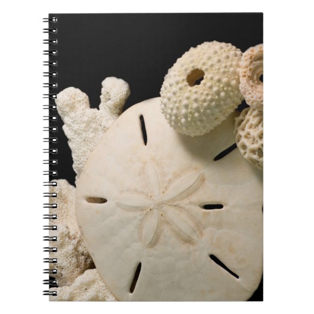 Caderno Espiral Conchas Brancas e Dólar de Areia (Frente)