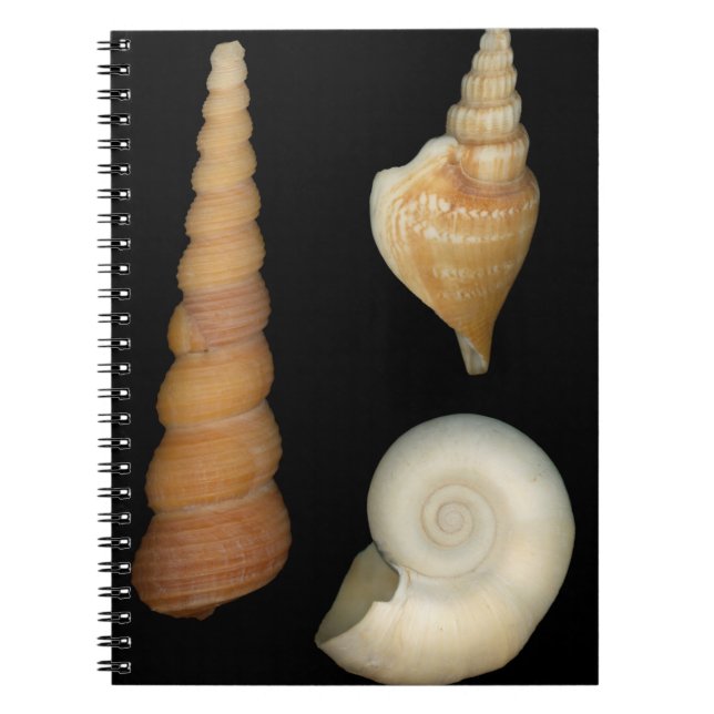 Caderno Espiral Conchas - Concologia - Conchas (Frente)