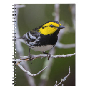Caderno Espiral Condado de Kinney, Texas. Mariquita-de-cara-dourad