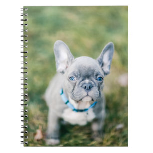Caderno Espiral Conjunto de um Bulldog Francês