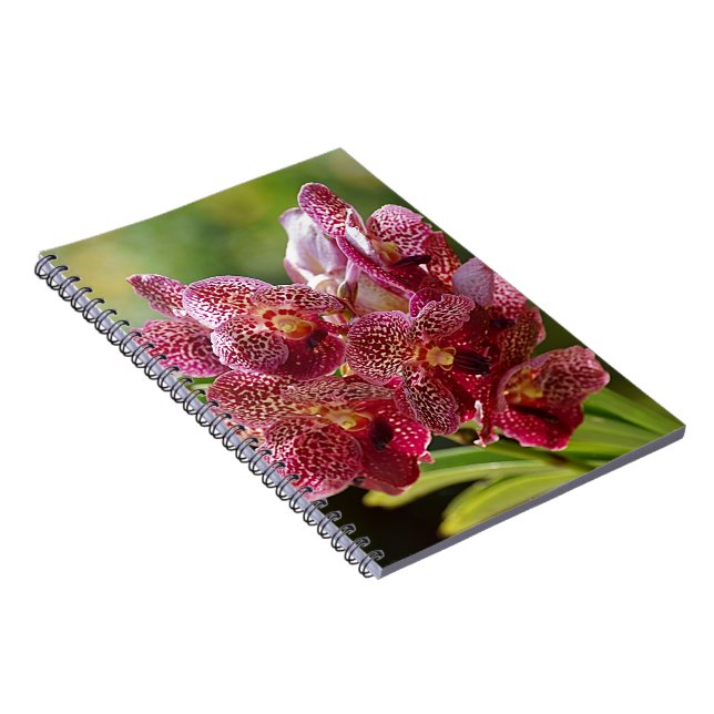 Caderno Espiral Conjunto tropical da orquídea de Vanda (Lado Direito)