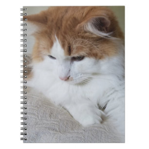 Caderno Espiral Contemplação do Gatinho (Rico Felino): Foto Cat