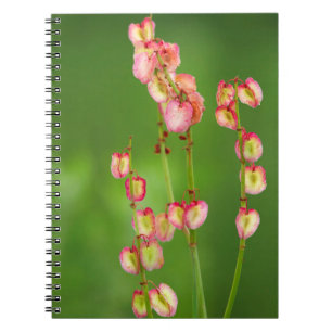 Caderno Espiral Corações de Papel (Rumex Woodii), Ukhahlamba