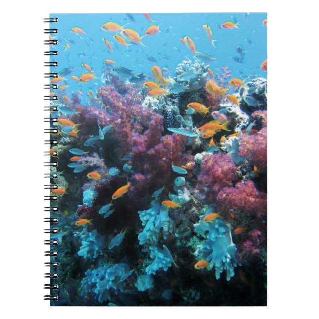 Caderno Espiral Coral cor-de-rosa (Frente)