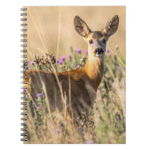 Caderno Espiral Corça Jovem no Prado