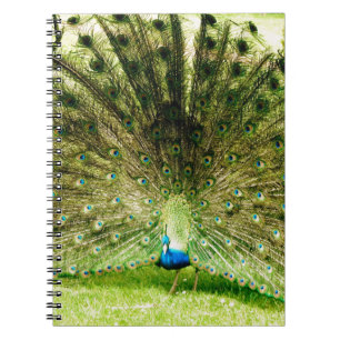 Caderno Espiral Cores de Exibição de Peacock