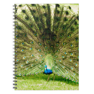 Caderno Espiral Cores de Exibição de Peacock