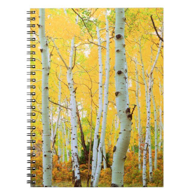 Caderno Espiral Cores de outono das árvores Aspen 1 (Frente)