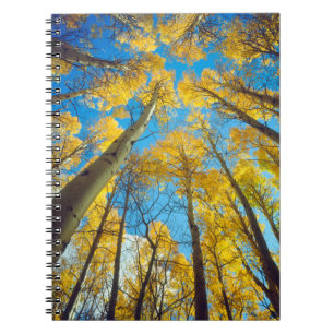 Caderno Espiral Cores de outono das árvores Aspen 2