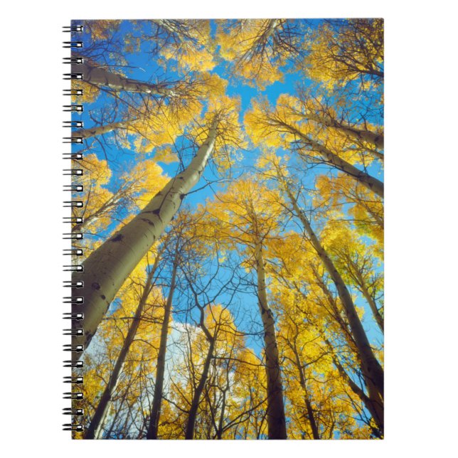 Caderno Espiral Cores de outono das árvores Aspen 2 (Frente)