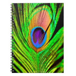 Caderno Espiral Cores Neon Pena de Pavão