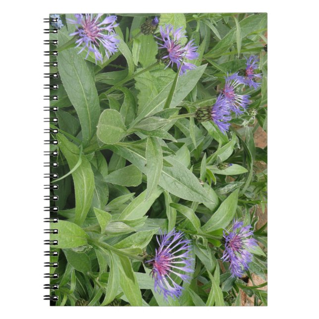 Caderno Espiral Cornflower Notebook (Frente)