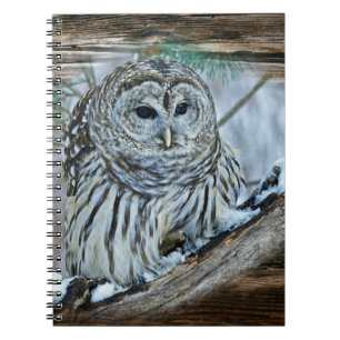 Caderno Espiral Coruja