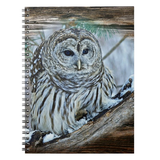 Caderno Espiral Coruja (Frente)