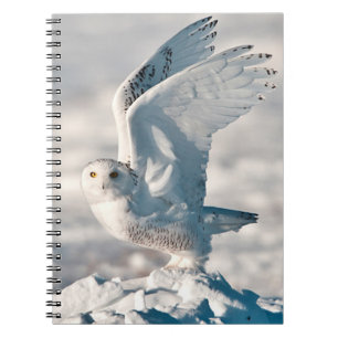 Caderno Espiral Coruja-das-neves decolando da neve