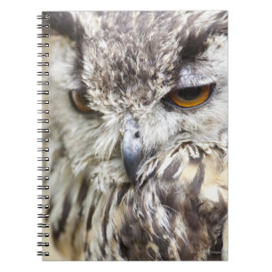 Caderno Espiral Coruja de Bengal Eagle