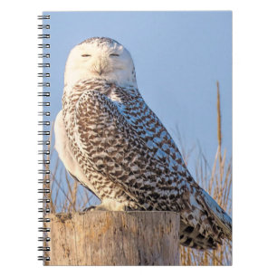 Caderno Espiral Coruja de neve - notebook