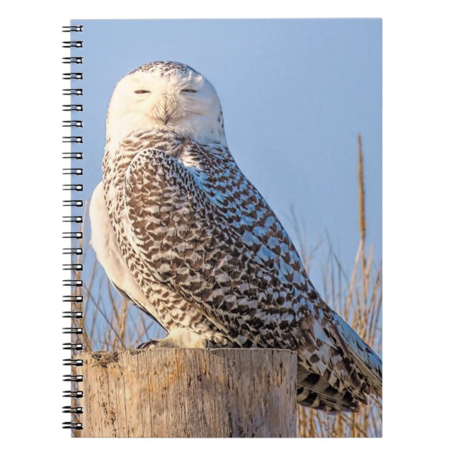 Caderno Espiral Coruja de neve - notebook (Frente)