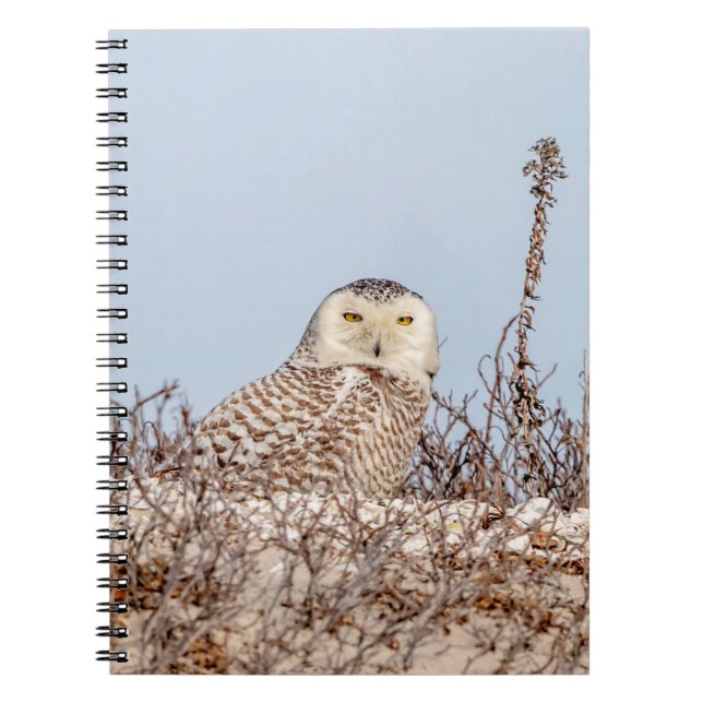 Caderno Espiral Coruja de neve sentada na praia (Frente)