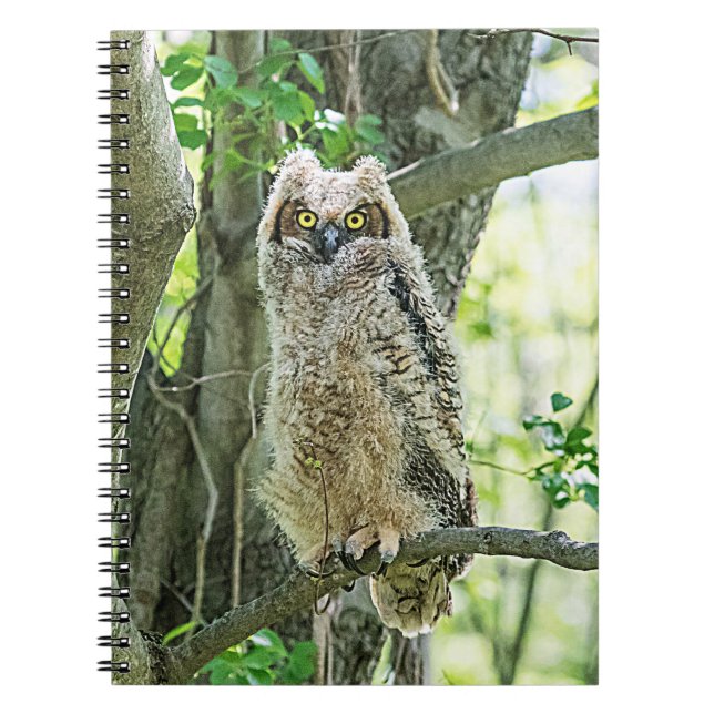 Caderno Espiral Coruja excelente (Frente)