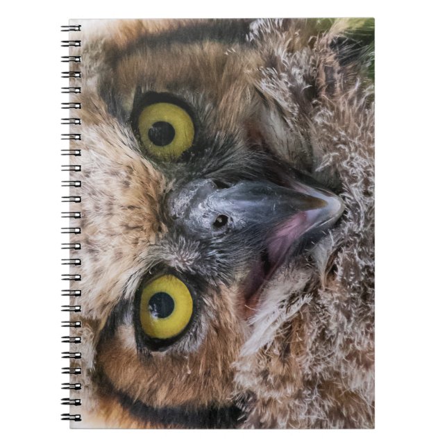 Caderno Espiral Coruja excelente (Frente)