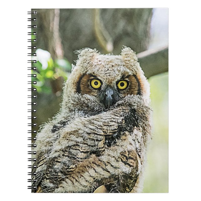 Caderno Espiral Coruja excelente (Frente)