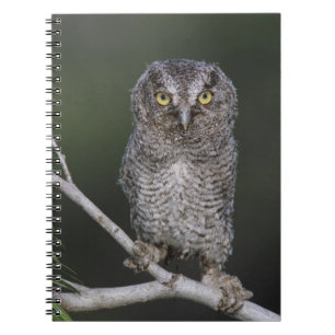 Caderno Espiral Coruja-gritadeira, Megascops asio, Otus 2