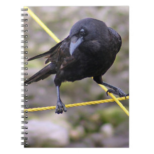 Caderno Espiral Corvo nas estradas cruzadas