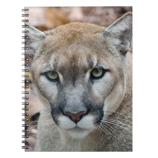 Caderno Espiral Cougar, leão da montanha, Puma da Flórida (Frente)